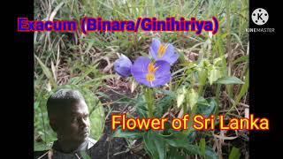 Wild Flowers  Binara  Flower of Sri Lanka [upl. by Eiduam]