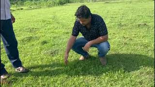 Zero till dhaincha Sesbania spp germination on grass bed a low cost green manure Purulia India [upl. by Enyawud]