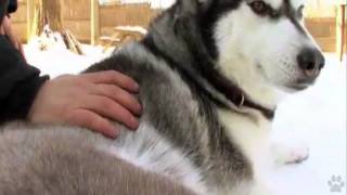 Dogs 101  Siberian Husky [upl. by Elyad]