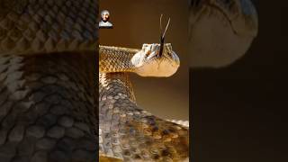 Diamondback rattle snake is dragged by the bird 😱🐍 russellviper shorts nature [upl. by Maite]