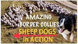 AMAZING BORDER COLLIES IN ACTION SHEEP DOGS HERDING SHEEP on mountain Scotland [upl. by Onfroi939]