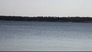 Schooling sandbass on lake Grapevine  HD [upl. by Rintoul776]