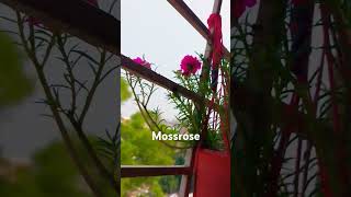 Wonderful Mossrose 🌸mossrose portulacaflower ghashful explore flowers wow viral viralshorts [upl. by Shwalb]