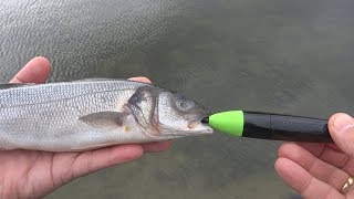 Giant monster fish swallowed 2 zombie sea bass Pike attack Zombait robot fishing lure [upl. by Ahserkal]