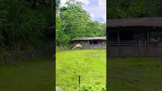 Bactrian Camel cebusafariandadventurepark adventure [upl. by Folberth]