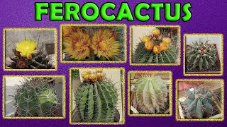 Ferocactus  Fishhook cactus  Watering  Nutrients  Flowering  Soil  Sunlight  Cactus care [upl. by Ennobe]