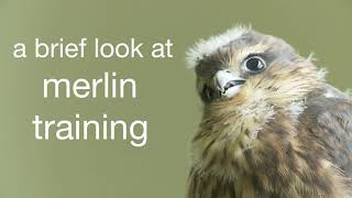 Merlin Training by Kites  Video by Littlebird BIG SKY Production [upl. by Auhs758]