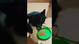 My joye eating Pedigreedogloversindia youtubeshorts  viral shortsfeed shortsviral india [upl. by Tekla]