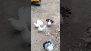 For sale tell mark and fentals total sale pigeon awaibale maharashtra  9049395759 [upl. by Pulling]