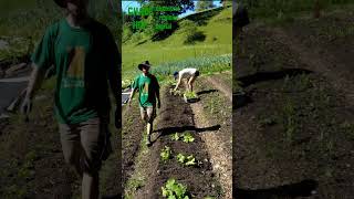 Planting out in may diy farming smallfarm vegetables vegetablegarden garden gardening [upl. by Arratahs824]