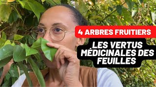 4 ARBRES FRUITIERS AUX FEUILLES MEDICINALES [upl. by Araes93]