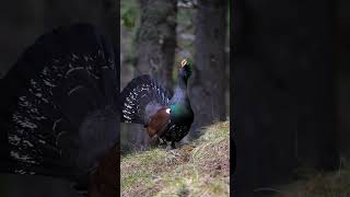 Urogallo pirenaico  Western capercaillie  Gall ferurogallo birding birdfreaks birdwatching [upl. by Ynneb]