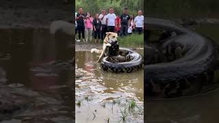 The dog is trying to fight the giant python but people just stand there taking pictures [upl. by Leelah]