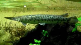 Big spotted gar  Knochenhecht  Aquazoo 548 [upl. by Eeram]