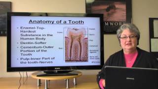 Basic Dental Terminology [upl. by Eloken]