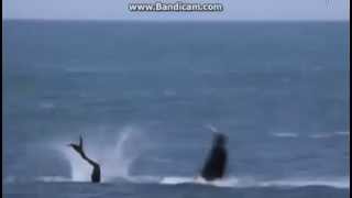 real 100 wow mermaids caught on tape attacked by killer whale [upl. by Atteuqram]