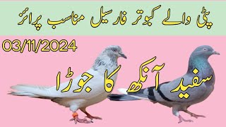 Patti wale kabootar for sale  Nadeem pigeon TV  WhatsApp 03006922452 [upl. by Olli]