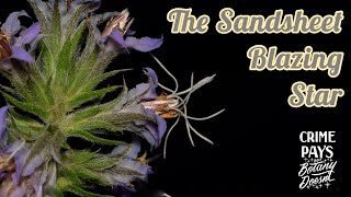 The Sandsheet Blazing Star [upl. by Johst]