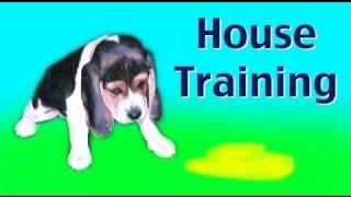 House training a puppy or rescue dog [upl. by Enimsaj]