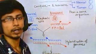 Comparative genomic hybridization [upl. by Derfiniw]