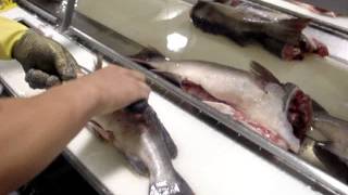 How To Fillet Groper  by Dean Grooby Knifetechnz Ltd [upl. by Reynolds]