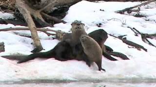 River Otters [upl. by Fin162]