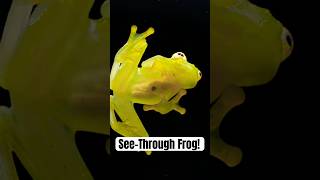 ✨ Meet the Glass Frog 🐸 See its transparent skin and wild adaptations 🌿 [upl. by Atwahs]