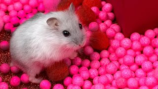 Hamster Maze for Valentines Day [upl. by Delogu]