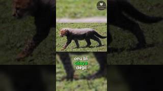 Aslanlar Çita Yavrularından Neden Korkar 🐆😱🦁 [upl. by Tterag]