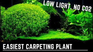 Easy Low Light No Co2 Carpeting Plant  Plant Species Spotlight  Pearlweed [upl. by Rebmat741]