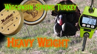 Wisconsin Turkey Hunting 2024 This Bird Is Huge [upl. by Cychosz]