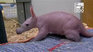 Baby Aardvark  Cincinnati Zoo [upl. by Nelrsa476]