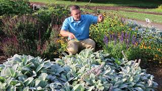 Lambs ear Stachys byzantina  Plant Identification [upl. by Thorpe504]