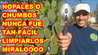 NOPALES HERRAMIENTA para LIMPIARLOS FÁCIL Y rápido✅ CÓMO LOS COSECHAMOS Y COMEMOS [upl. by Clover]