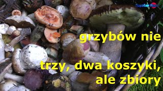 grzybów nie trzy dwa koszyki ale zbiory [upl. by Ainehta]