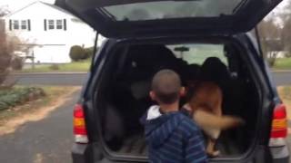 Belgian malinois protects 7 year old from car jacker [upl. by Dnaleel347]