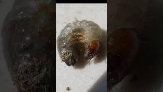 Are leafhopper safe worms wormszone [upl. by Ayarahs]