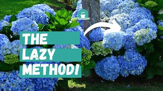 Beginners Guide to Hydrangea Care  Lazy Gardeners Guide to Hydrangeas [upl. by Ahders350]