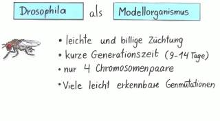 Die Fruchtfliege Drosophila als Modellorganismus für Kreuzungsversuche  Biologie  Genetik [upl. by Zinn]