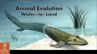 Origin of Amphibia  Evolution from Water to Land [upl. by Ettennahs]