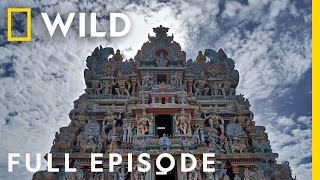 Modern and Mystic Full Episode  India From Above  Nat Geo Wild [upl. by Haberman]