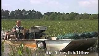 Crawfish Aquaculture in the South [upl. by Yoko]