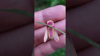 Rosy Maple Moths to melt your heart [upl. by Sherar]