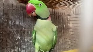 My Indian ringneck talking parrot 🦜 [upl. by Aileahcim]