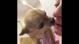 Chihuahua Kisses [upl. by Woody]