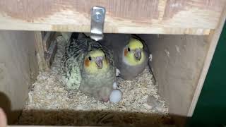 Cockatiel Birds Breeding setup Rajkot Gujarat [upl. by Gerda889]