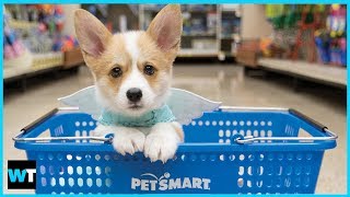 Dogs Mysteriously Dying Because of PetSmart [upl. by Elak]