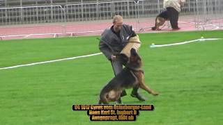 2017 SV BSZS in Ulm TSB part 14 V4 Cyrus vom Osterberger Land [upl. by Ylevol82]