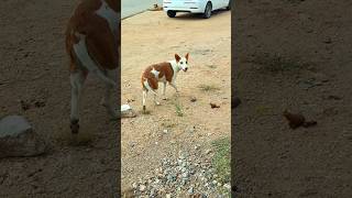 Dog comedy  street dog  love care cute dog streetdog affection kindness [upl. by Assenyl192]