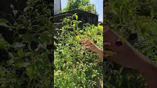 Cherry chilli plant ।। Kitchen Garden।। Organic farming।। [upl. by Mairem]